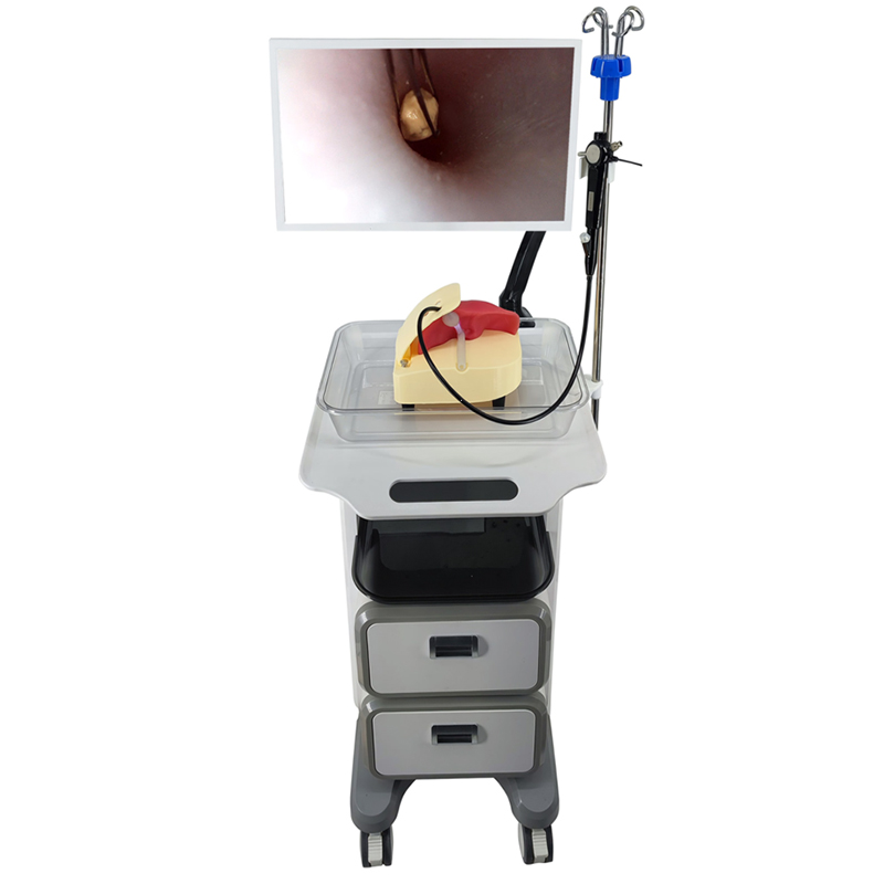 HFM-8530 Choledochoscopic Integrated simulator