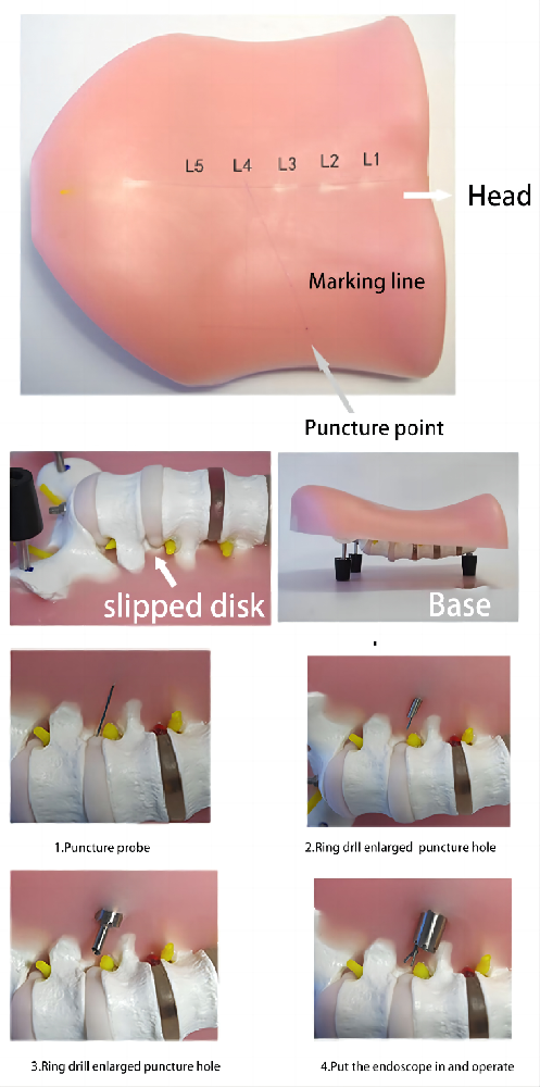 Lumbar model(Prone)HFM-8986