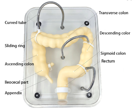 Medical Science Colonoscopy training model HFM-8509