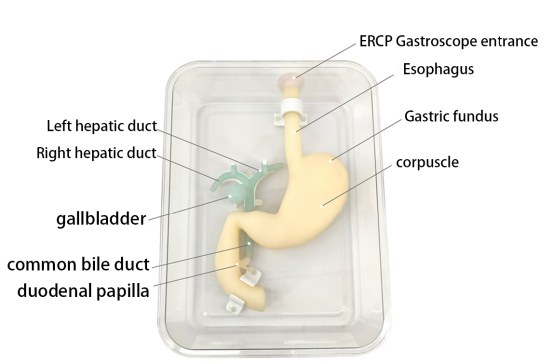 Medical Science Gastroduodenal model for for teaching Gastroscopic operation HFM-8508