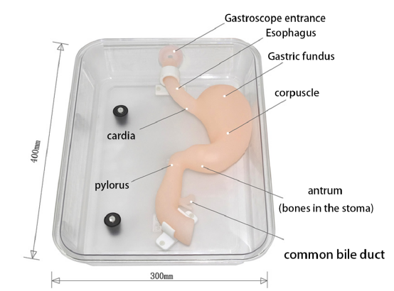 Medical Science Gastroduodenal model(standard）HFM-8506