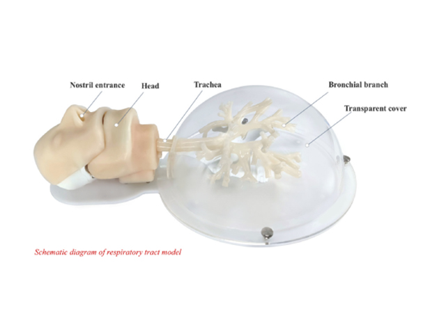 3D Bronchoscope training model HFM-8871