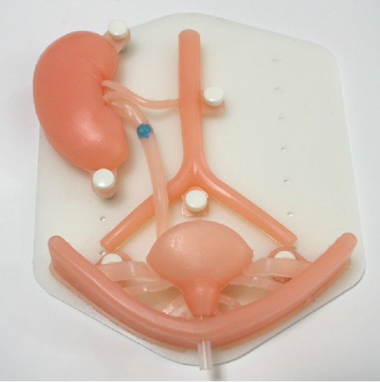 3D Urinary system train model HFM-8706