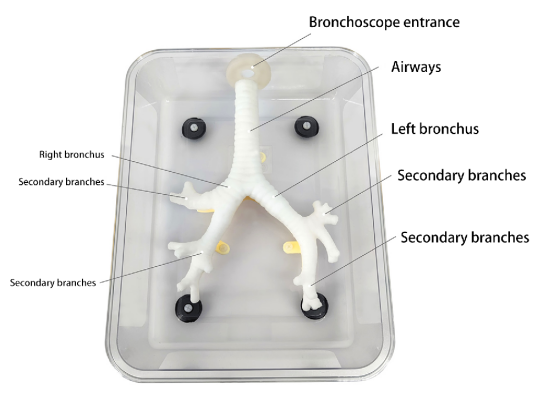 Bronchoscopy model HFM-8872